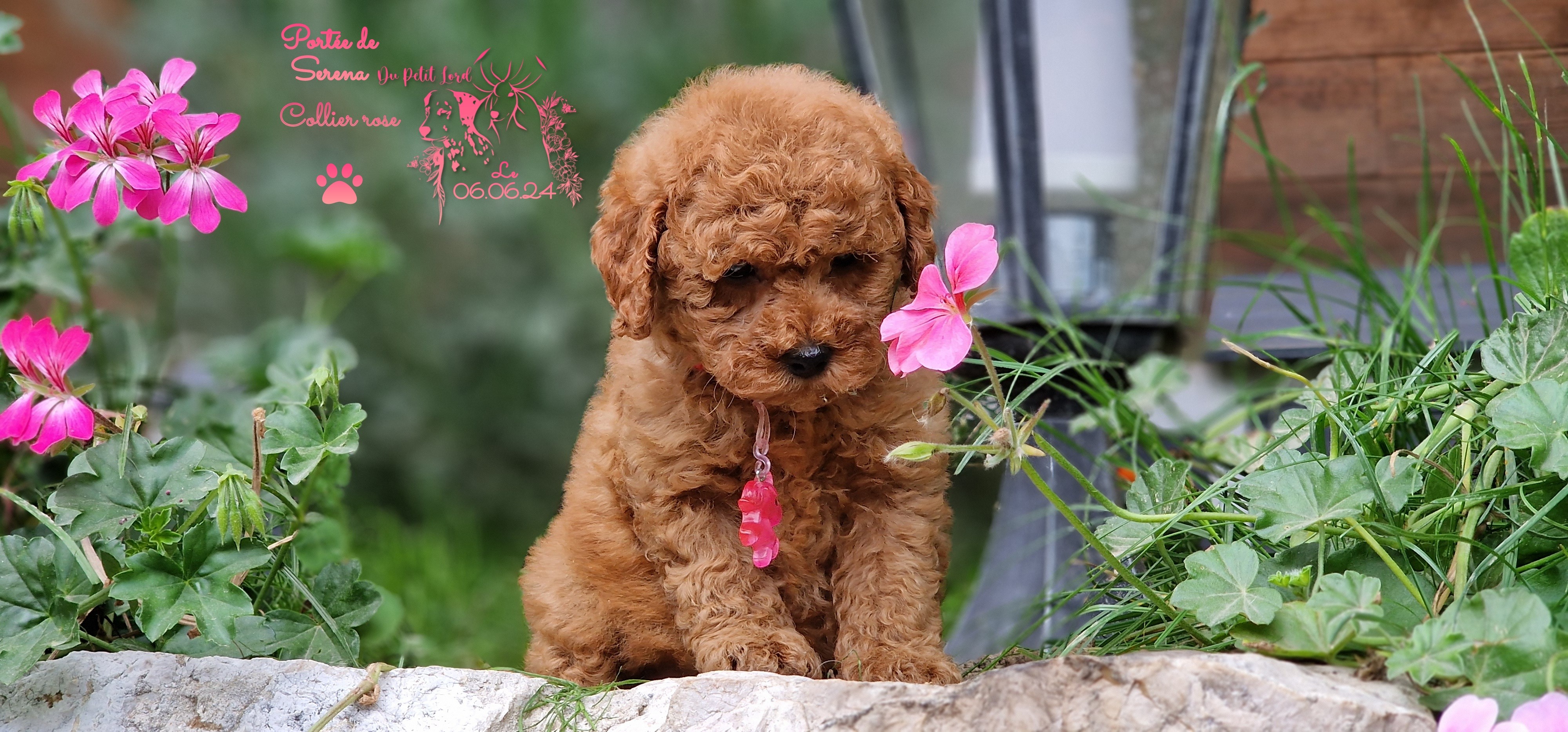 femelle collier rose - photo prise le 06.06.24