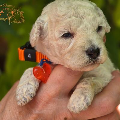 Femelle collier orange - photo prise le 07.06.25