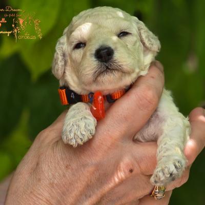 Femelle collier orange - photo prise le 07.06.25