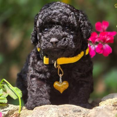 Mâle collier jaune - photo prise le 13.06.25