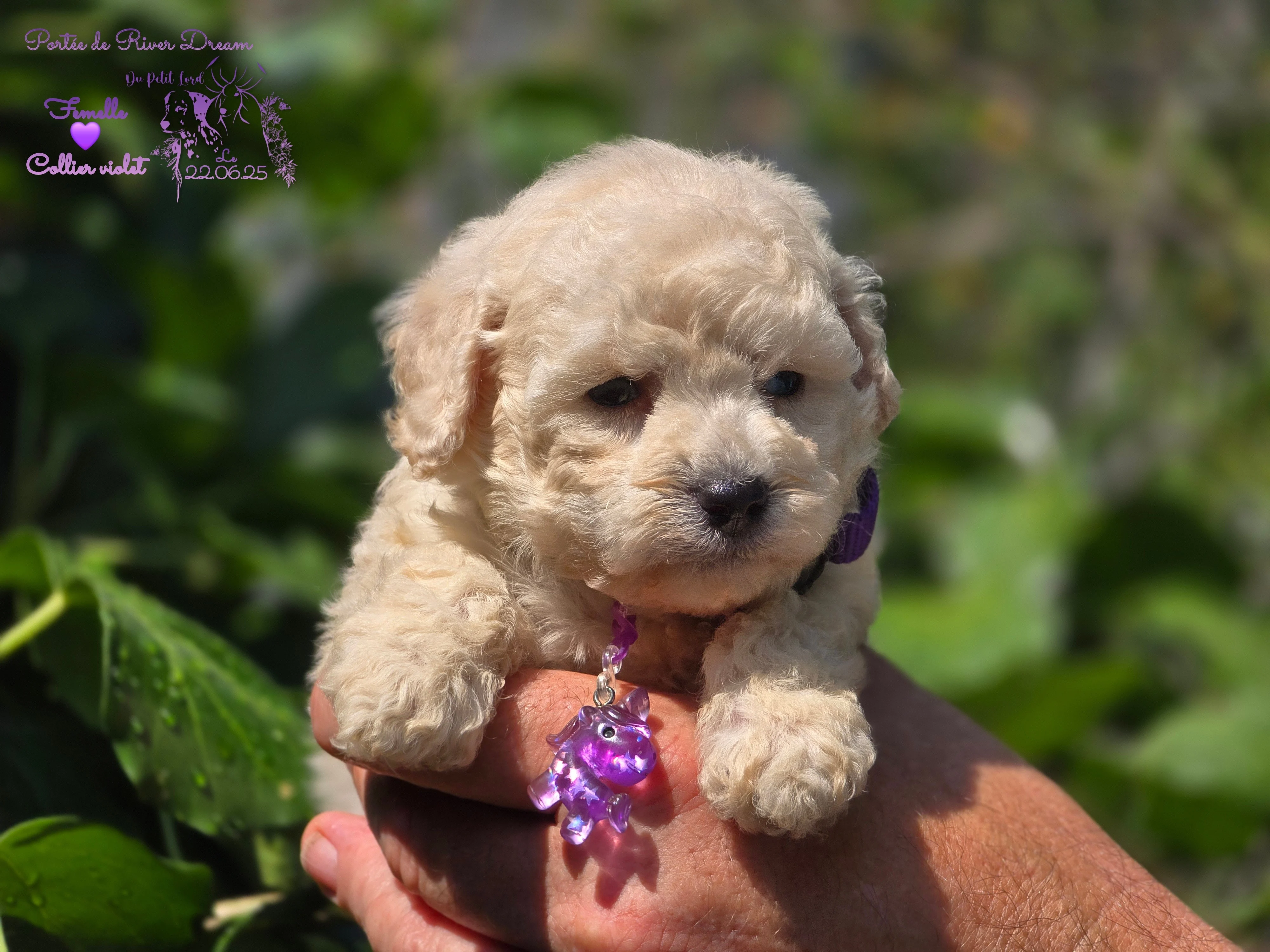 femelle collier violet - photo prise le 22.06.25