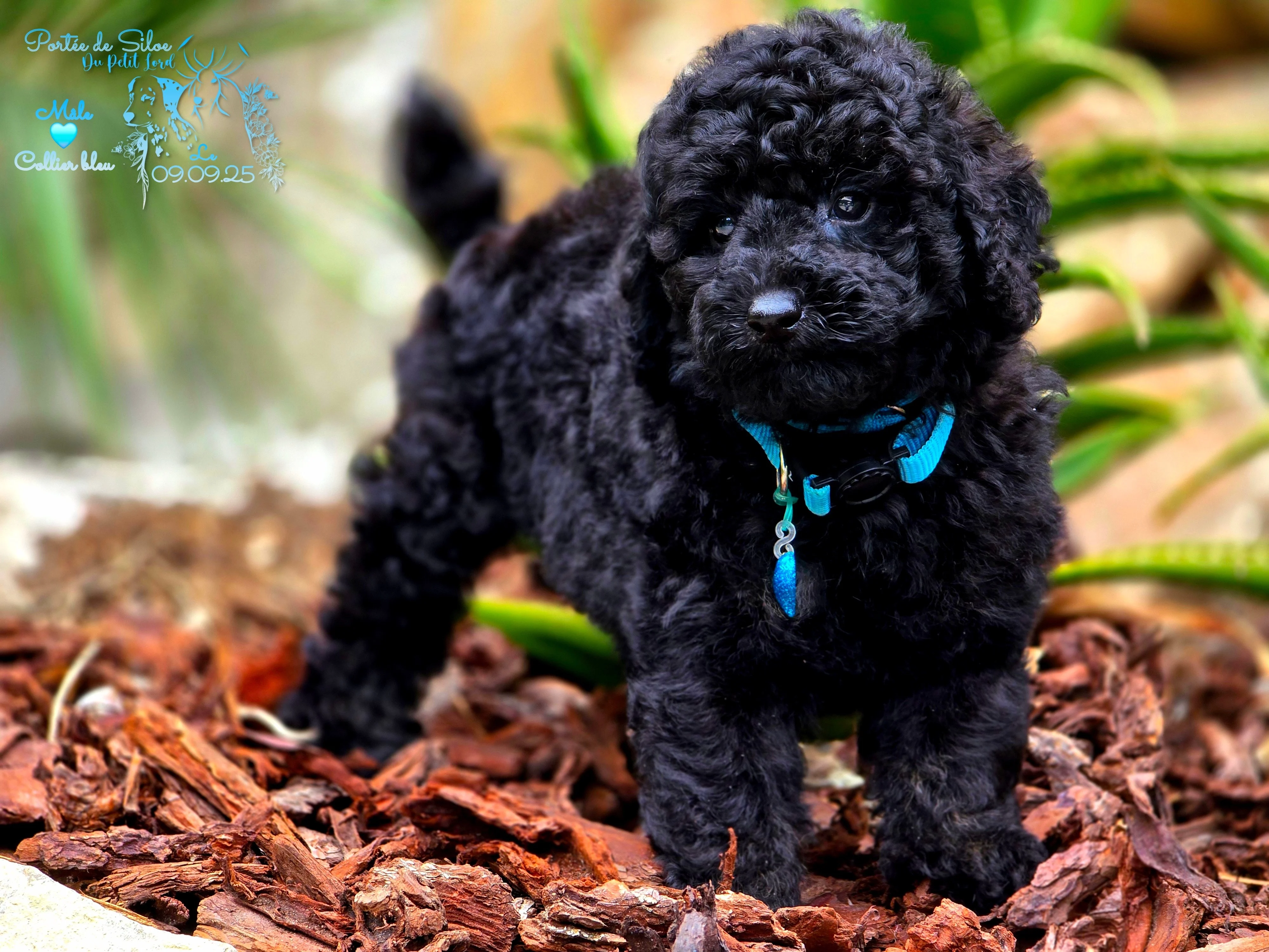 mâle collier bleu - photo prise le 09.09.25