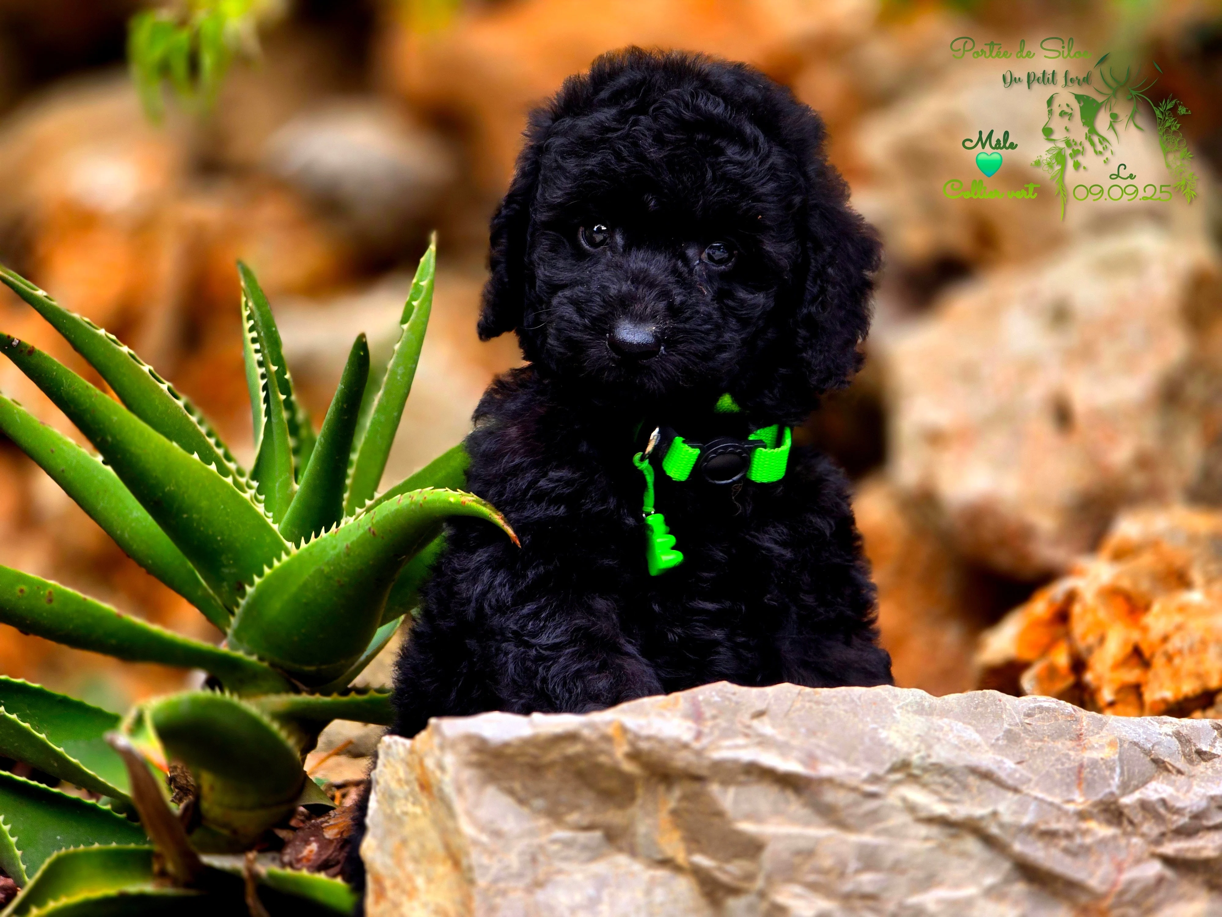 male collier vert - photo prise le 09.09.25