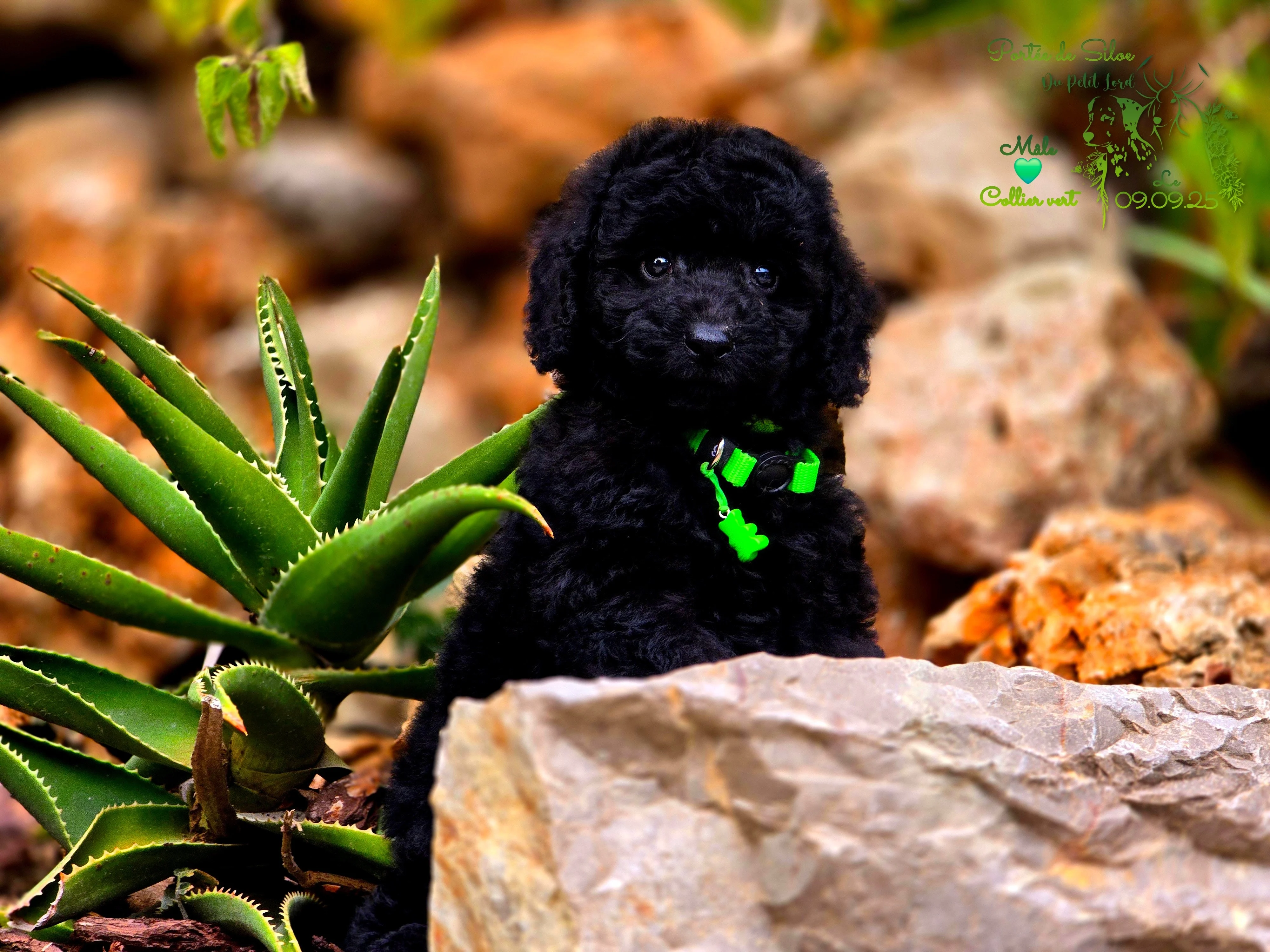 male collier vert - photo prise le 09.09.25