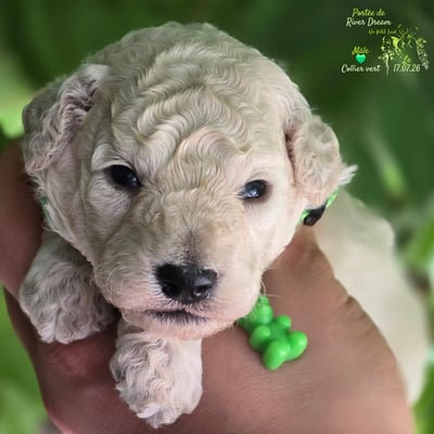 Male collier vert - Le 17.07.26