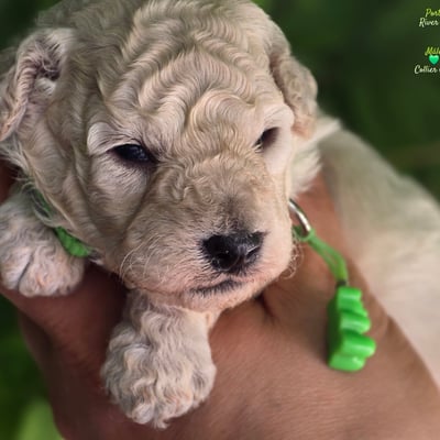 Male collier vert - Le 17.07.26