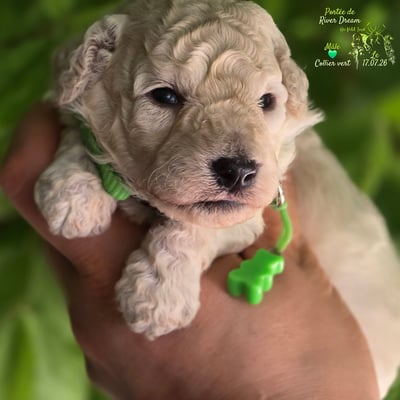 Male collier vert - Le 17.07.26