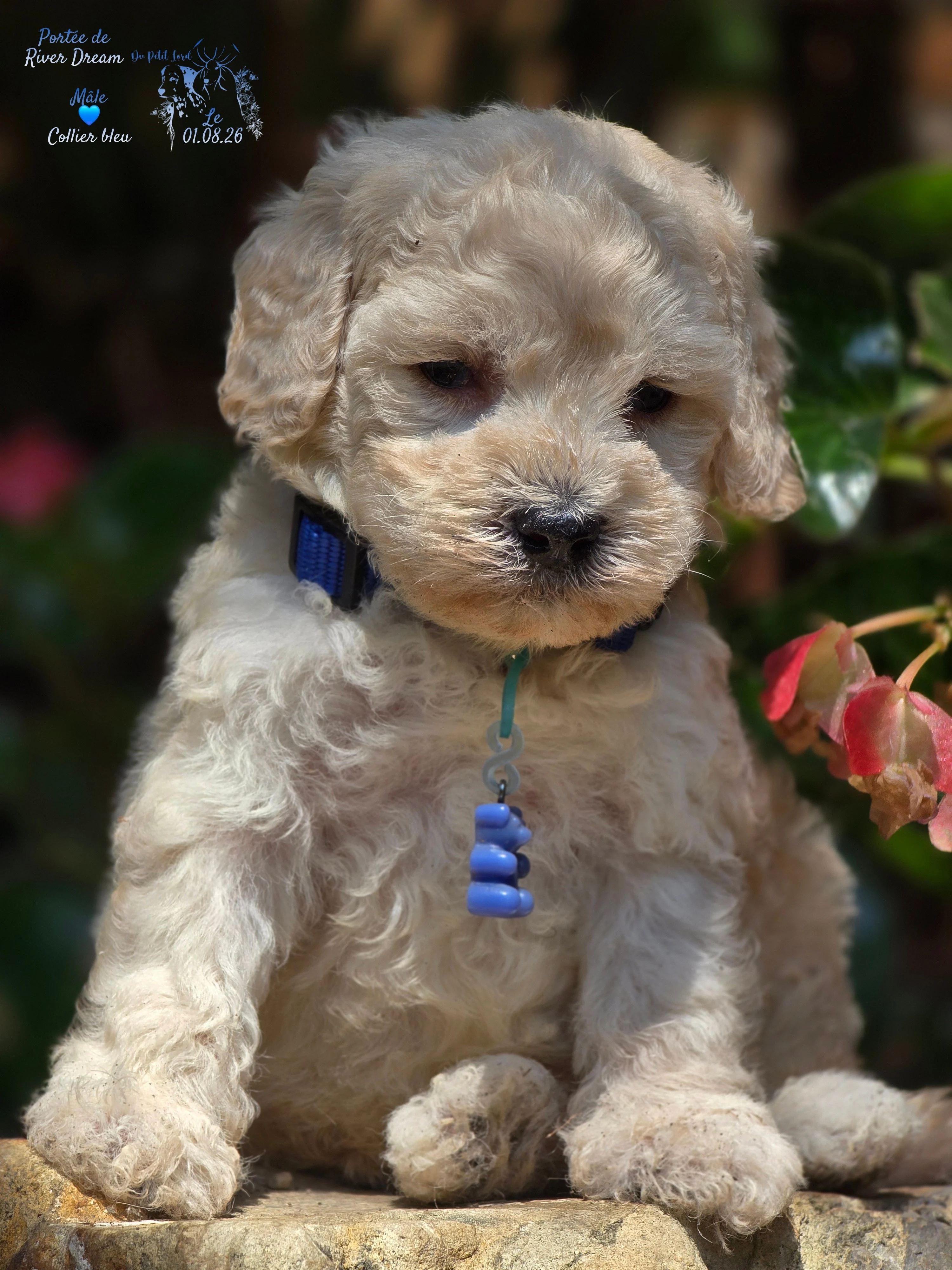 Male collier bleu - le 01.08.26