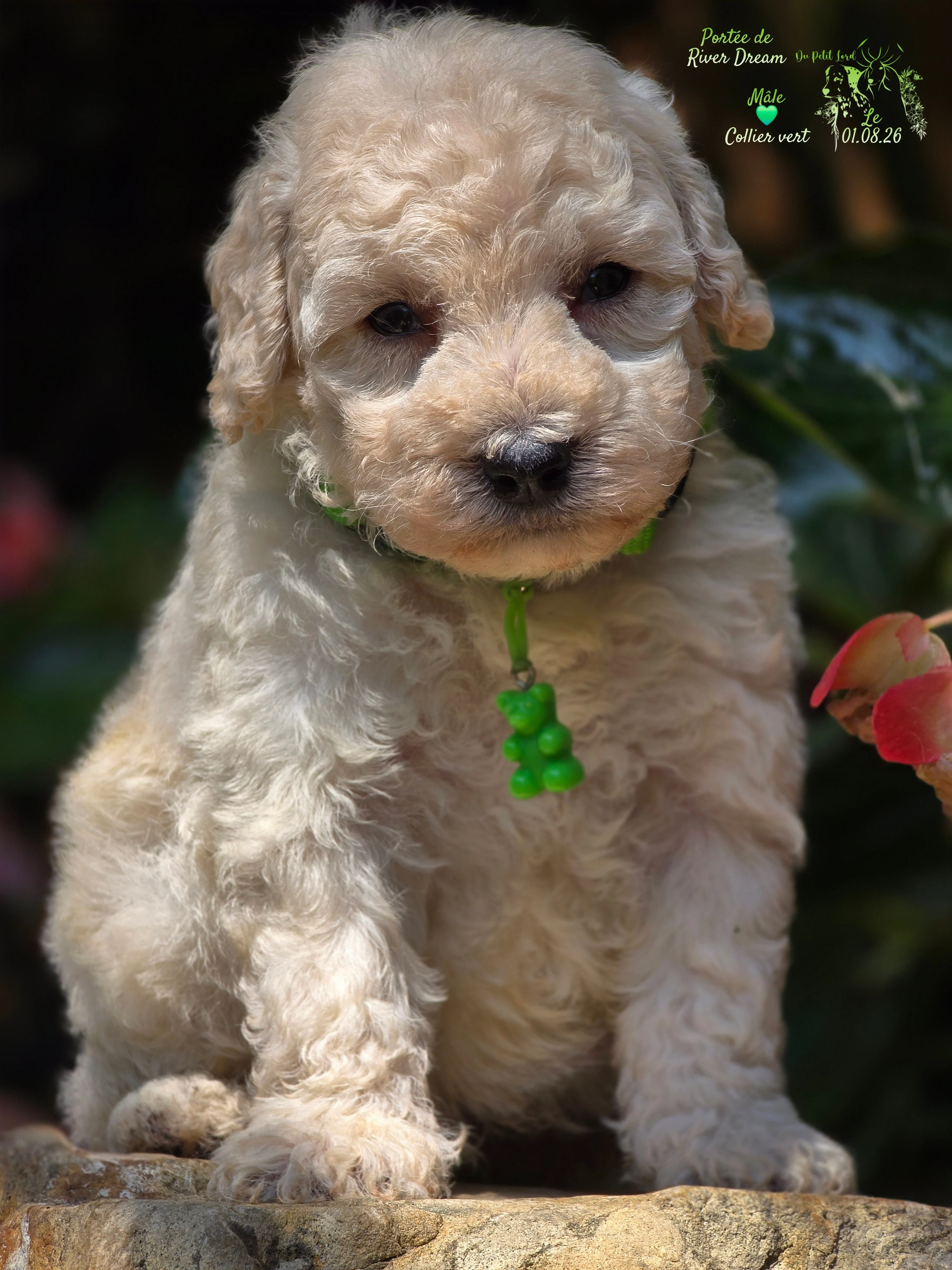 Male collier vert - le 01.08.26