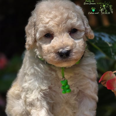 Male collier vert - le 01.08.26