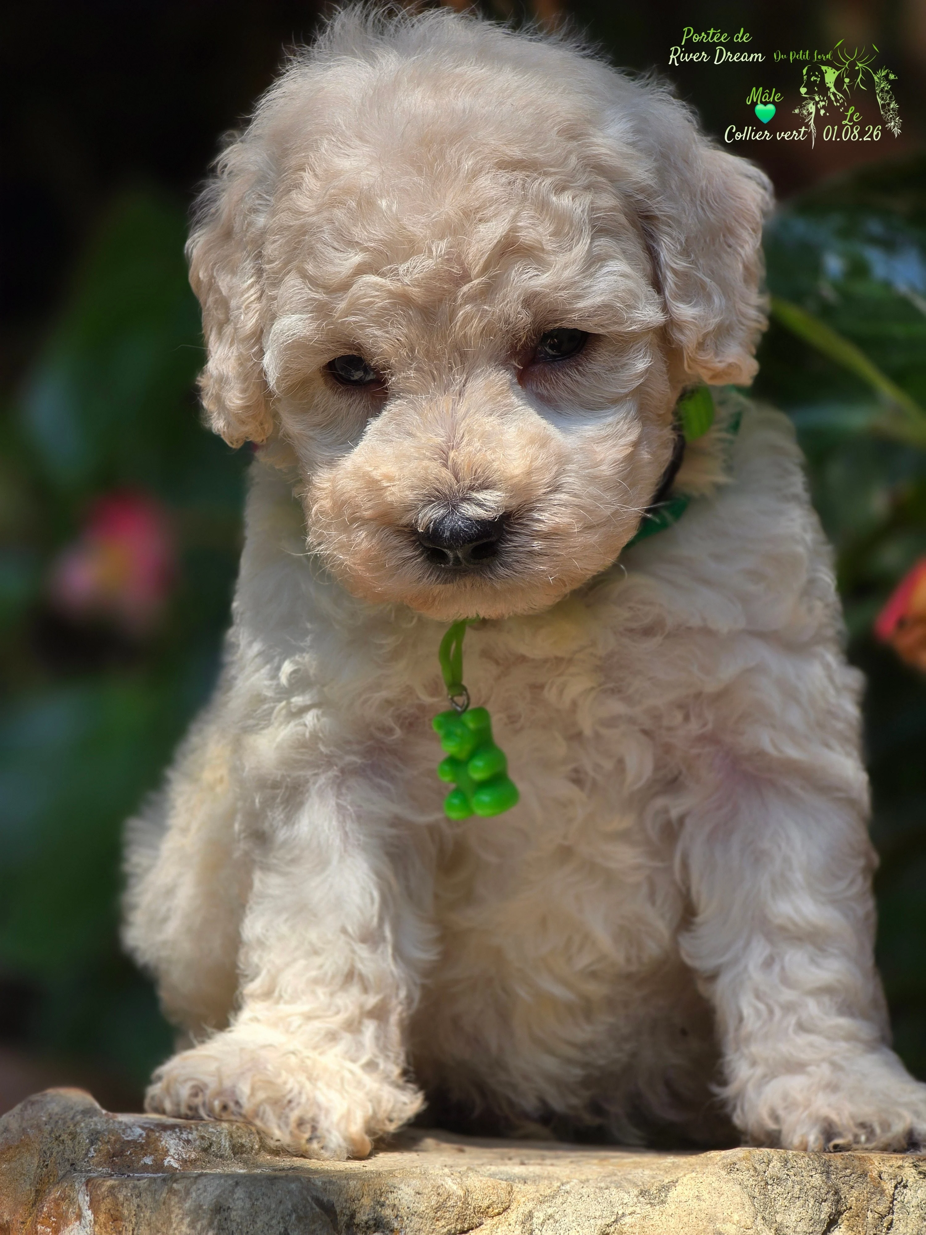 Male collier vert - le 01.08.26