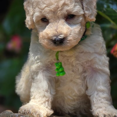 Male collier vert - le 01.08.26