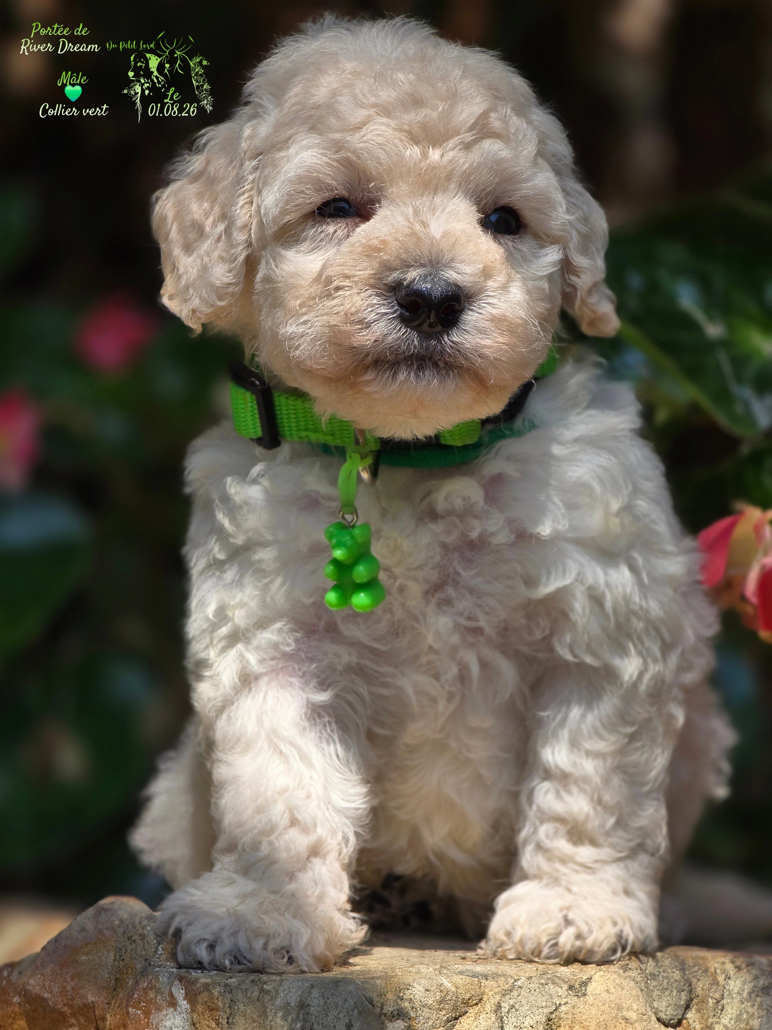Male collier vert - le 01.08.26