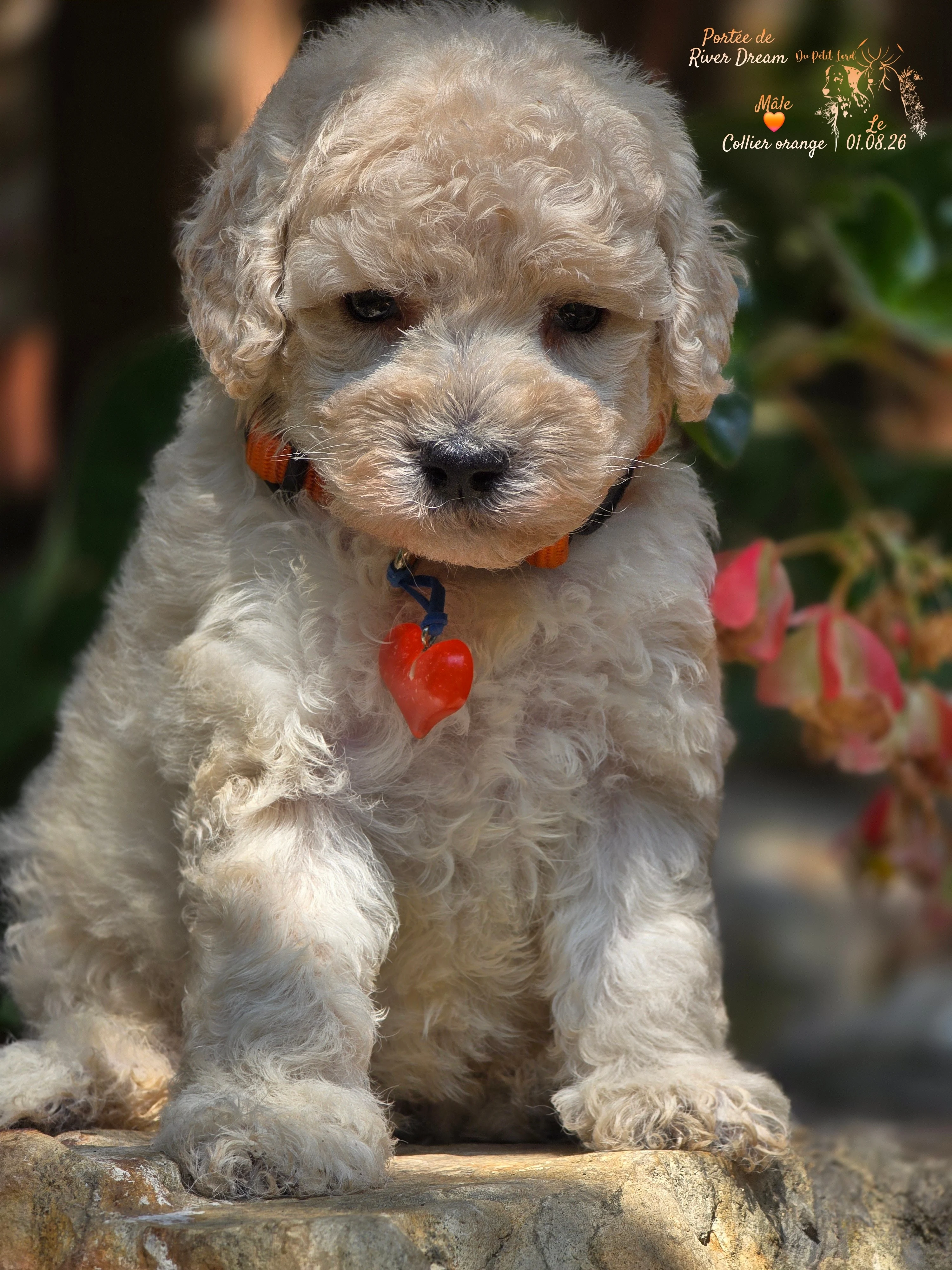 Male collier orange - le 01.08.26
