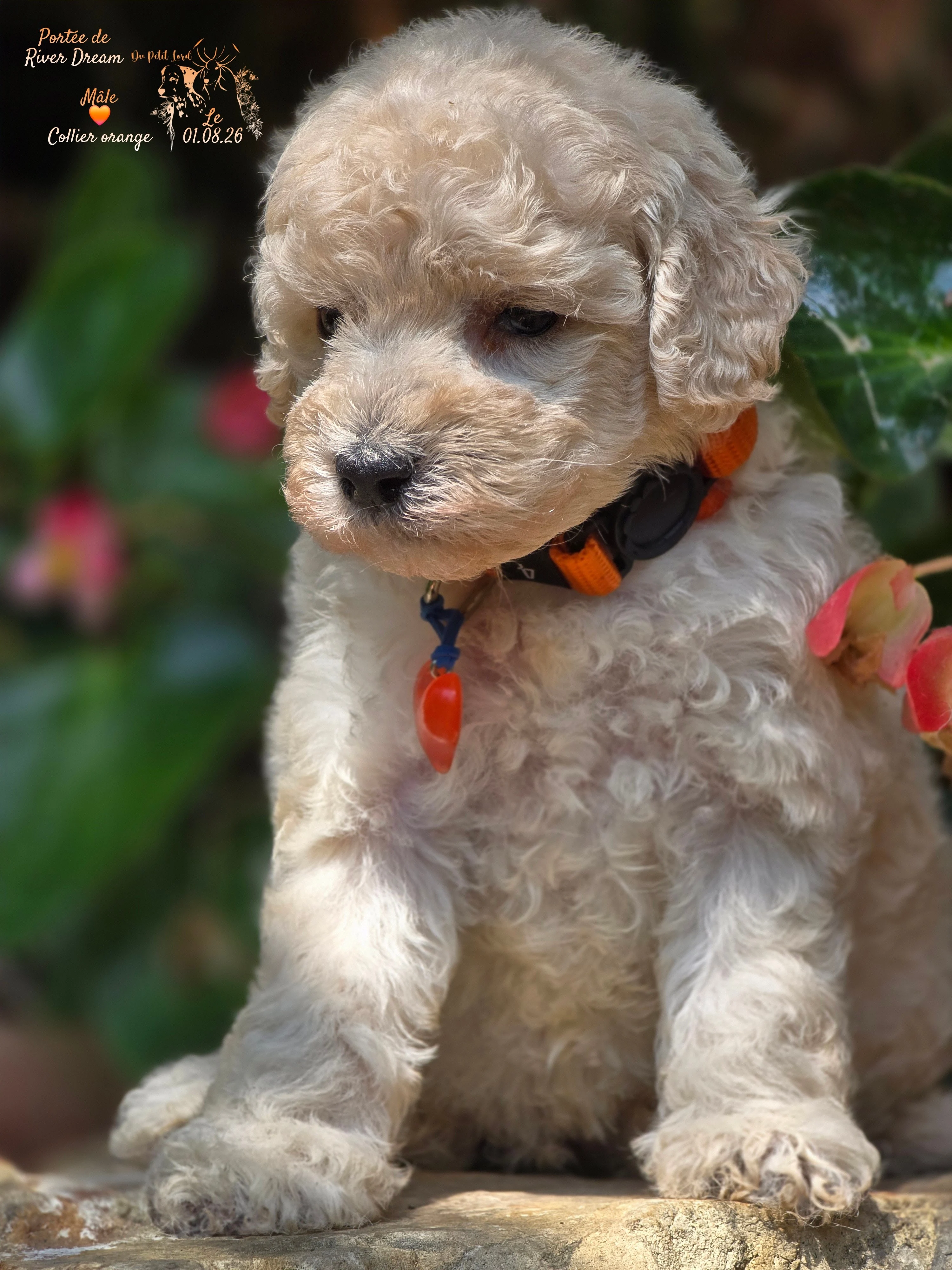 Male collier orange - le 01.08.26