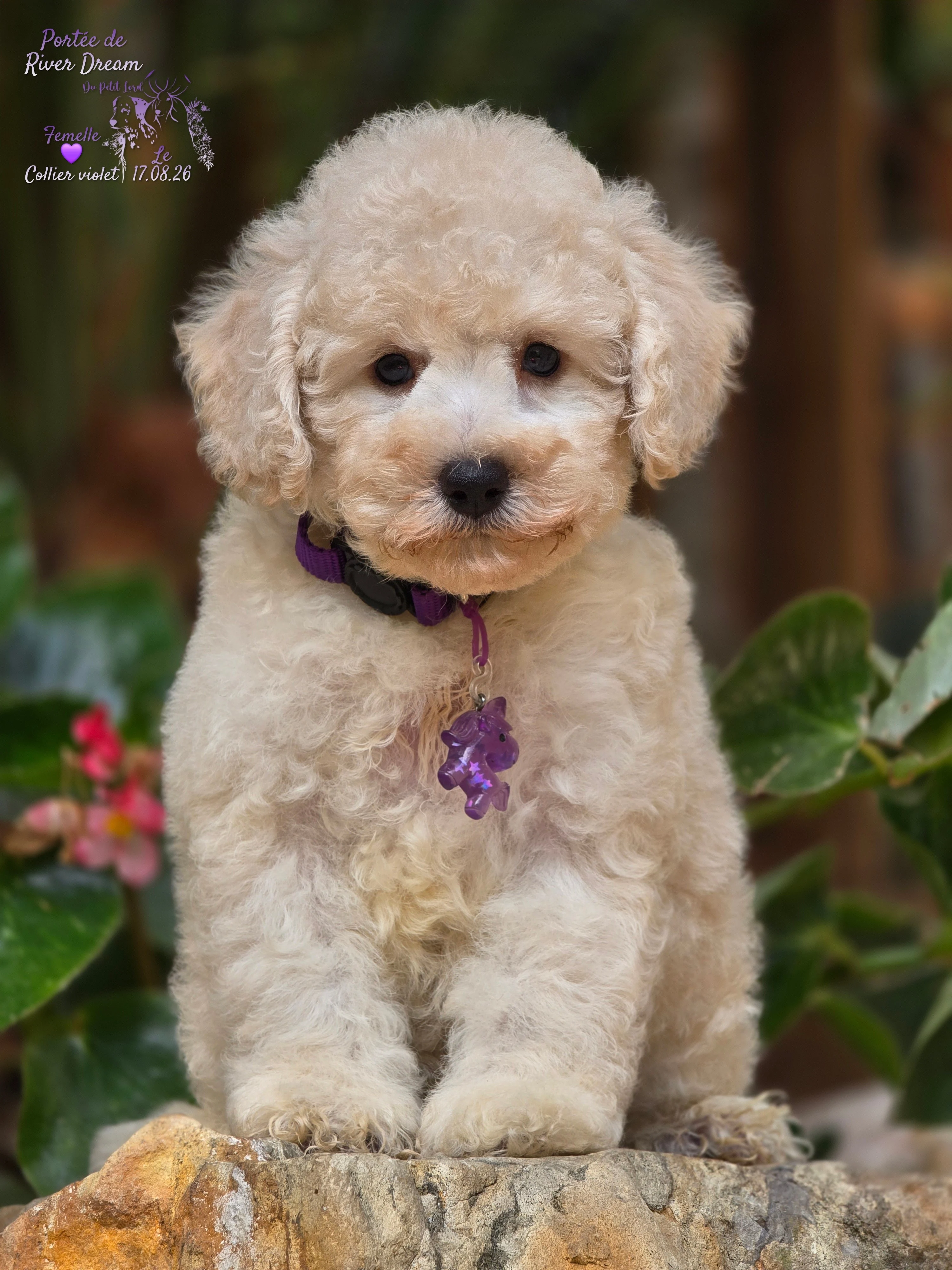 Femelle collier violet - le 17.08.26