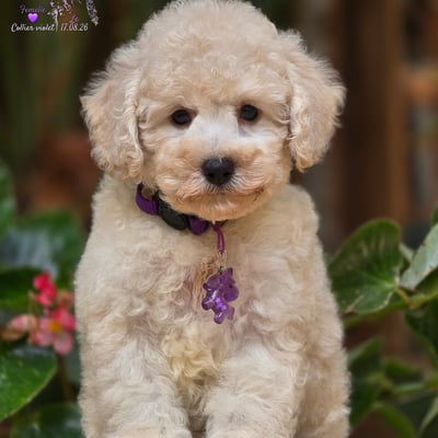 Femelle collier violet - le 17.08.26