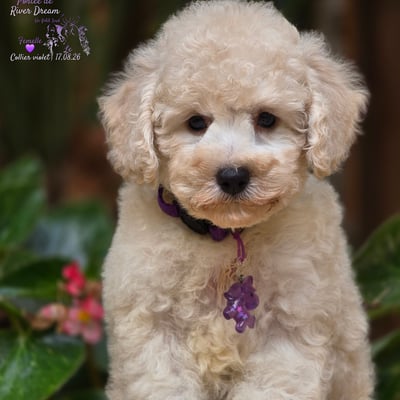 Femelle collier violet - le 17.08.26