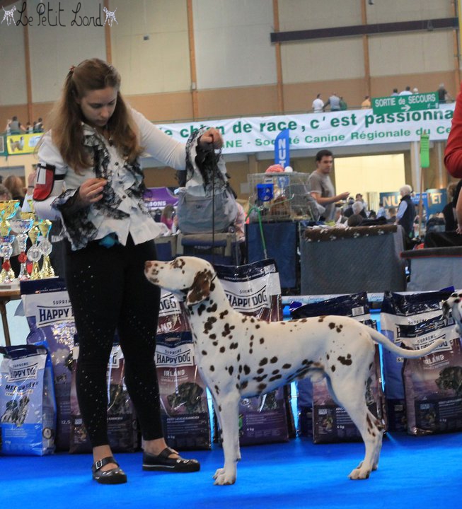 Chywen - Exposition Orléans Nationale d'élevage dalmatien 2010