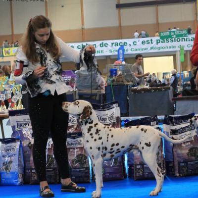 Chywen - Exposition Orléans Nationale d'élevage dalmatien 2010