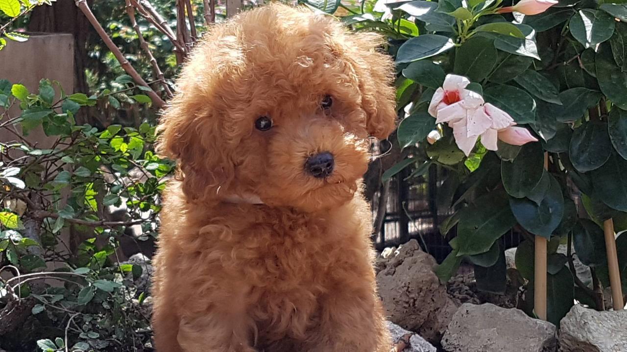 Bébé collier blanc - photo prise le 20.07.17