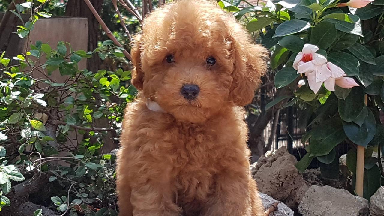 Bébé collier blanc - photo prise le 20.07.17