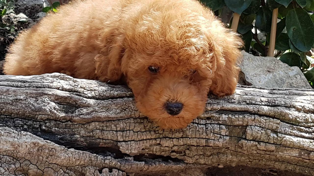 Bébé collier blanc - photo prise le 20.07.17