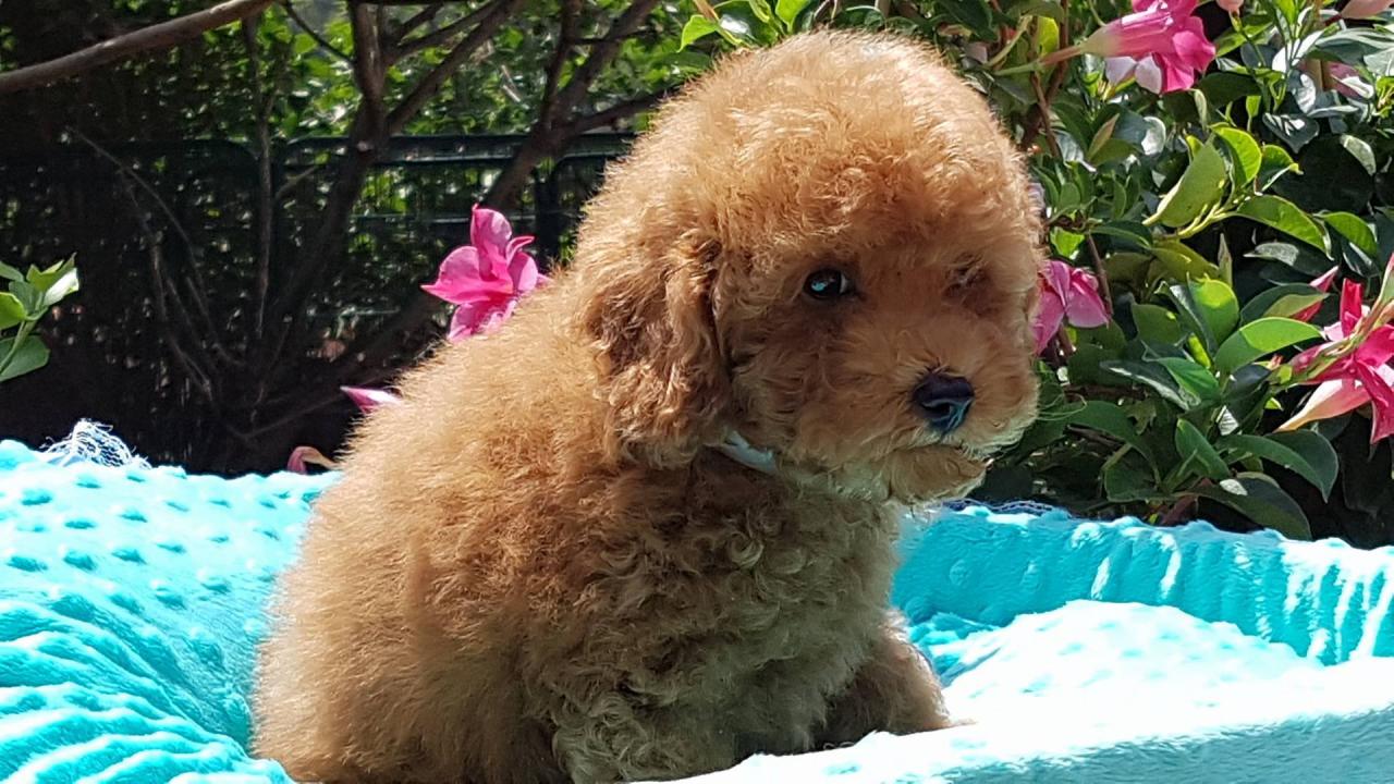 Bébé collier blanc - photo prise le 20.07.17