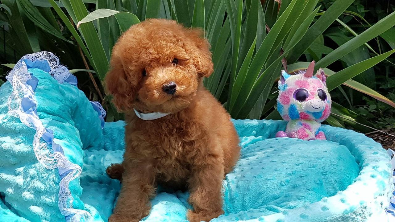 Bébé collier blanc - photo prise le 20.07.17