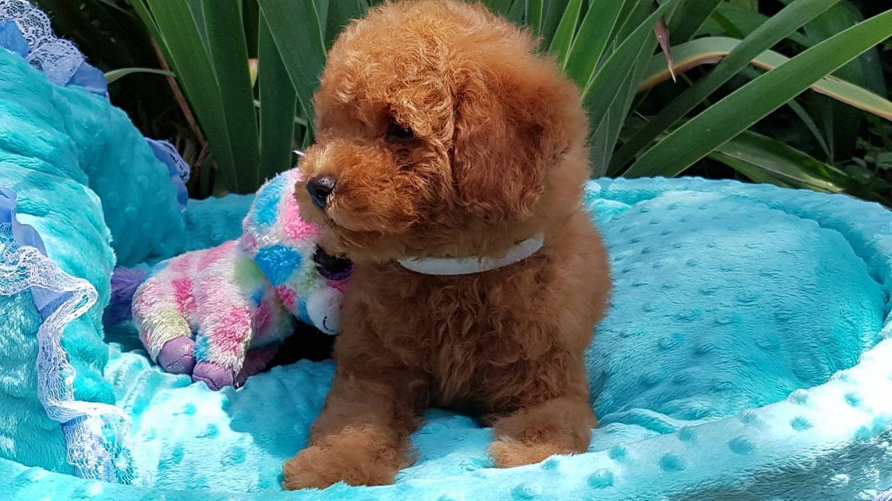 Bébé collier blanc - photo prise le 20.07.17