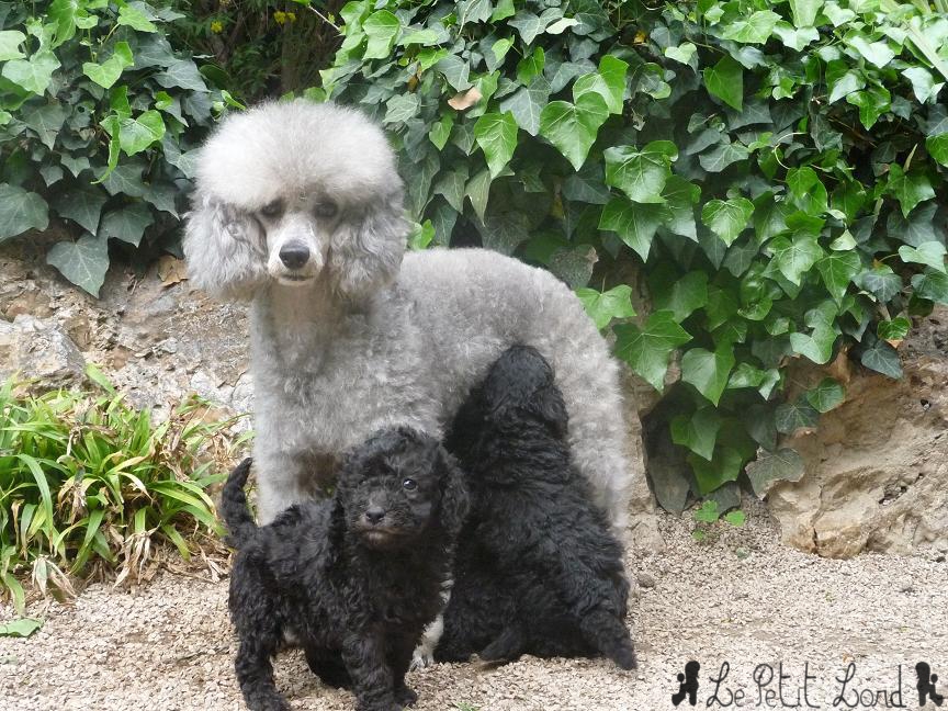 Bébés gris et leur Maman