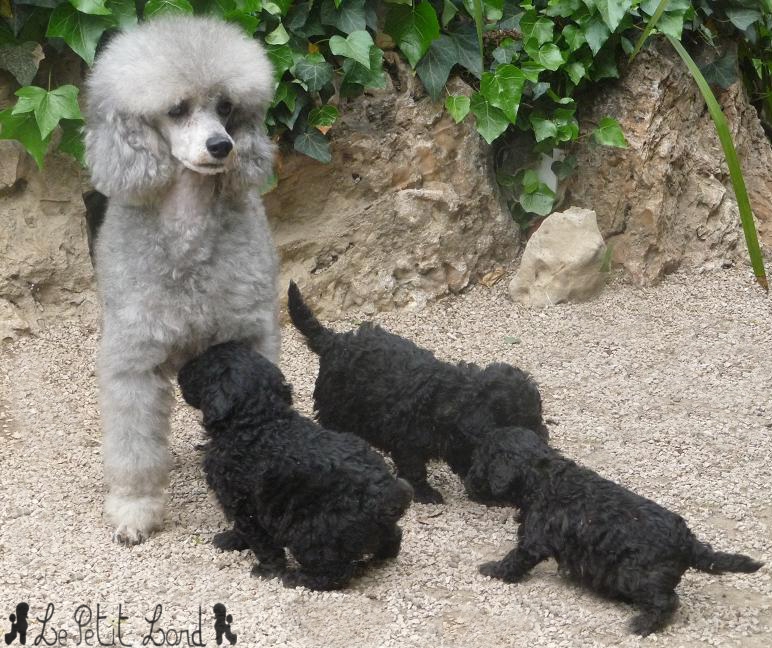 Bébés gris et leur Maman