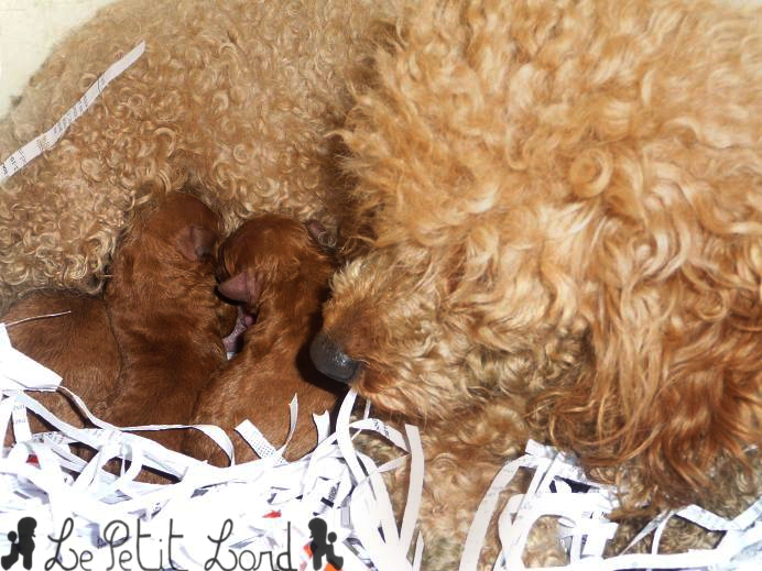 Bébés abricots et leur Maman