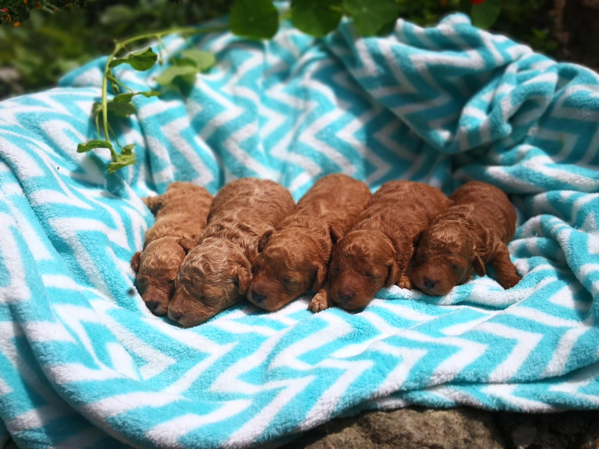 Bébés mâles - photo du 28.05.19