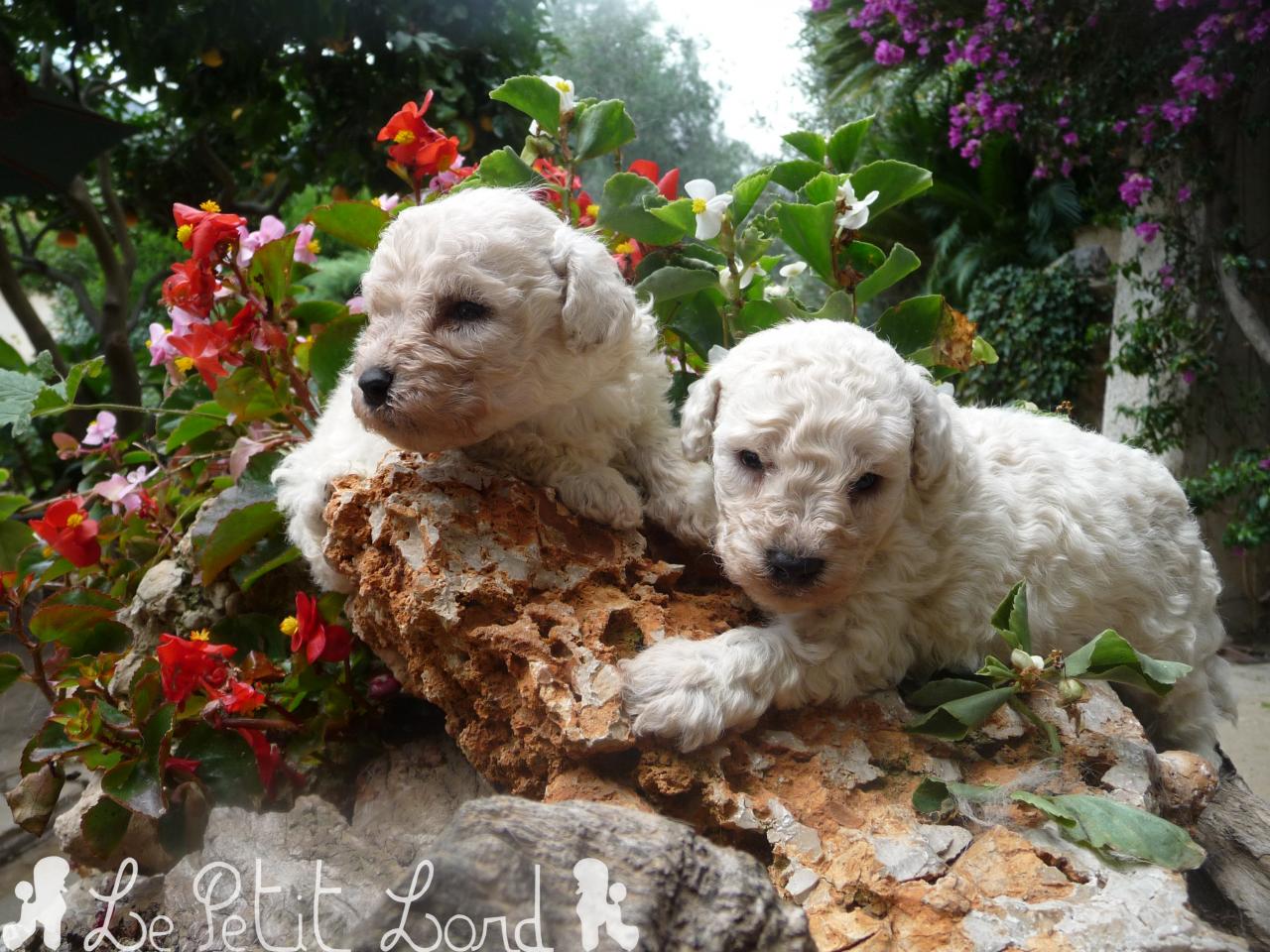 Bébés blancs (mâles)