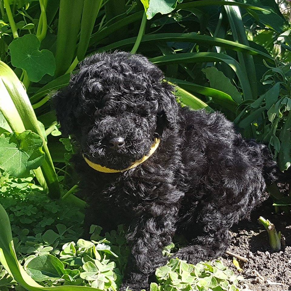 mâle collier jaune - photo prise le 07.03.17