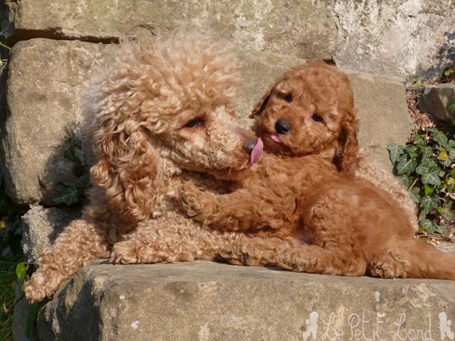 Hey Cookie (à famille Retali) avec sa Maman French Kiss