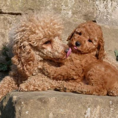 Hey Cookie (à famille Retali) avec sa Maman French Kiss