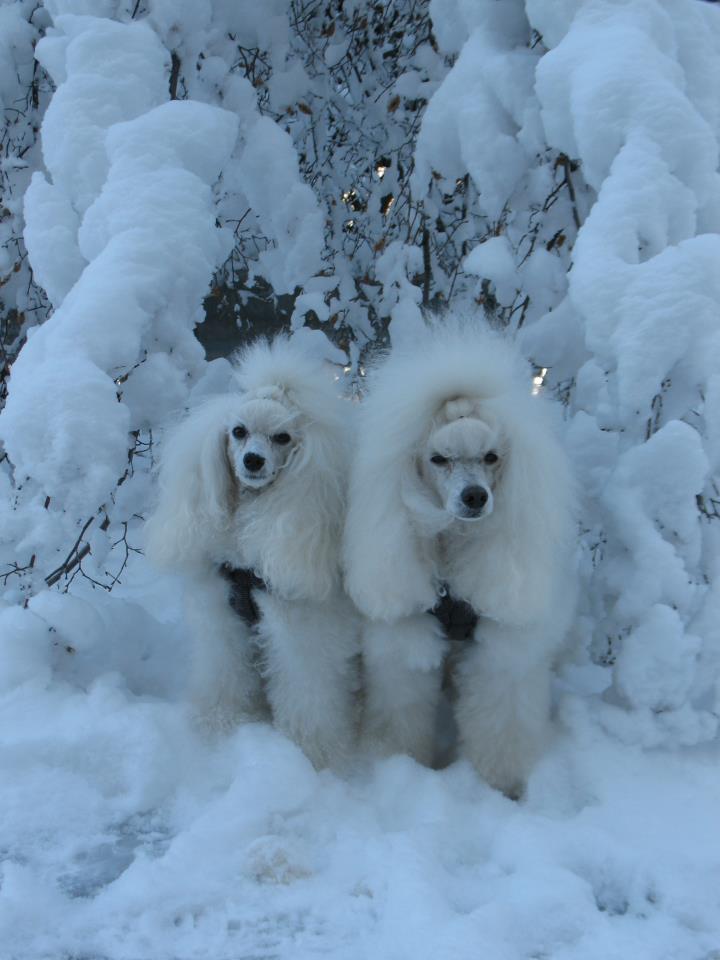 Dream & Uhlan (famille Boucly)