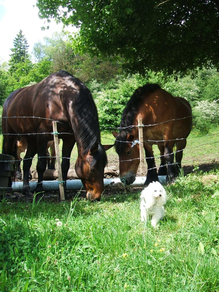 Bratt (famille Aubry)