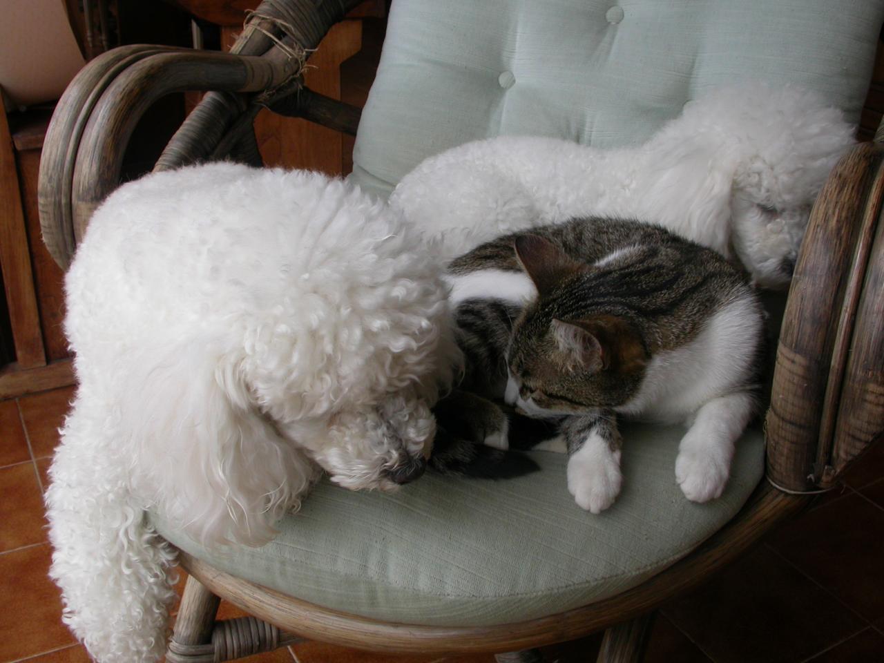 Fabio et Flower (famille Signoret) 