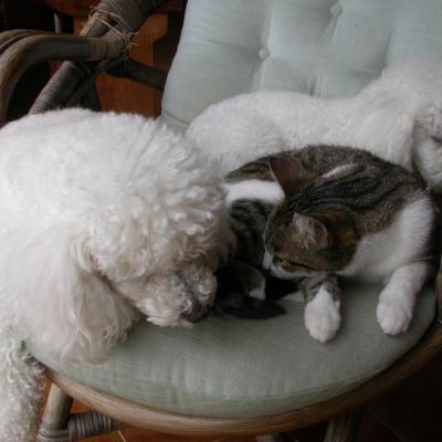 Fabio et Flower (famille Signoret) 