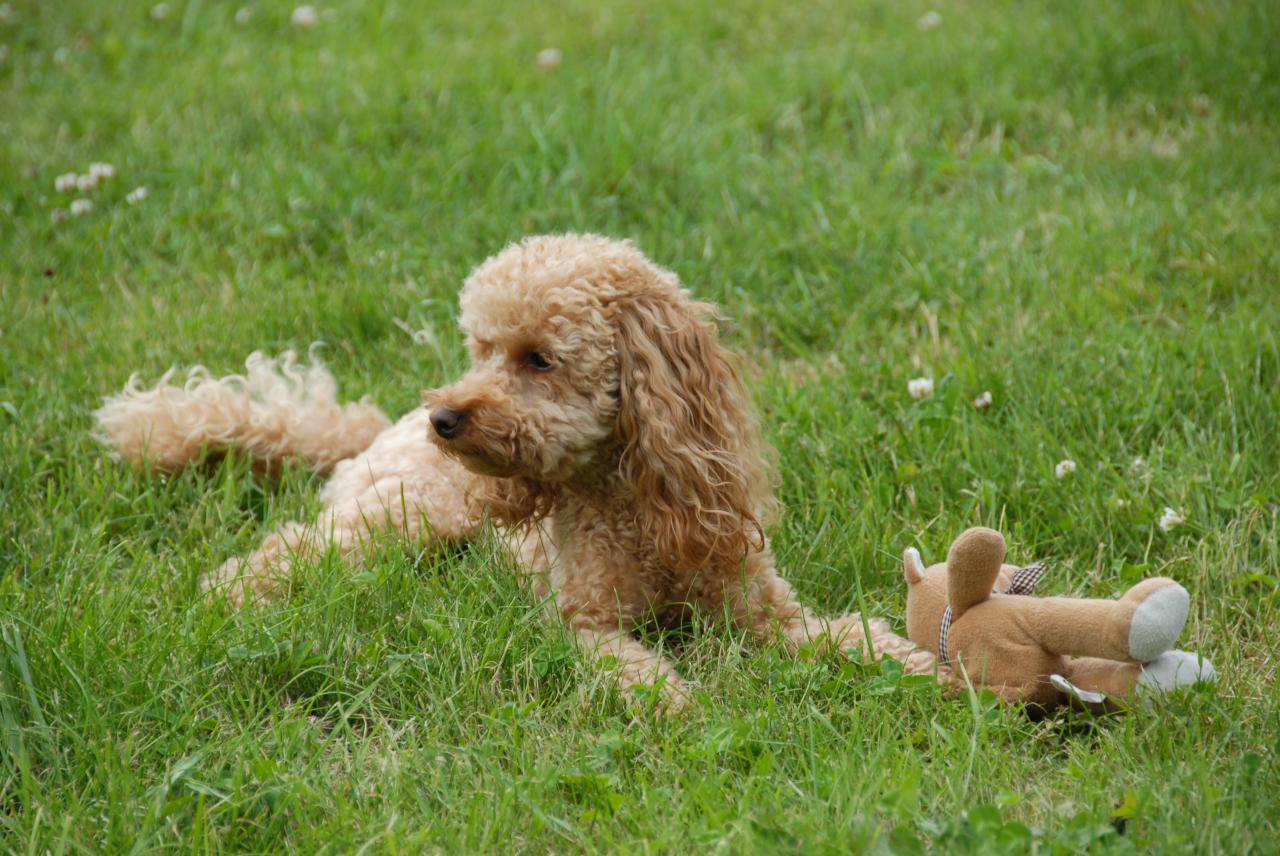 Fibie (Famille Vienet)