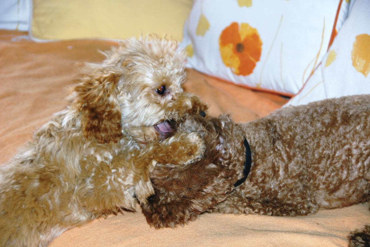 Fibie et Vickie (famille Viennet)