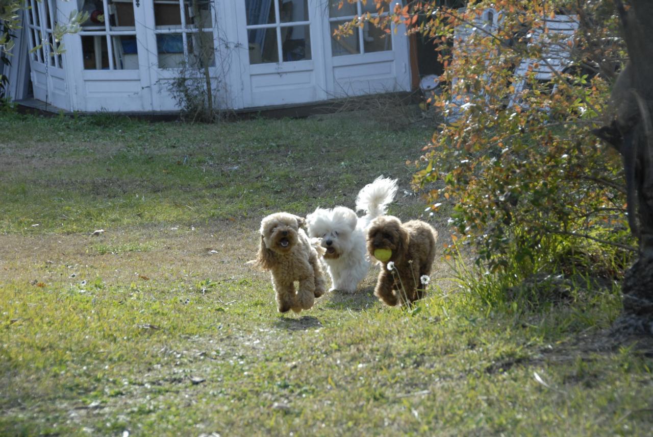 Fibie & Vickie (famille Viennet)