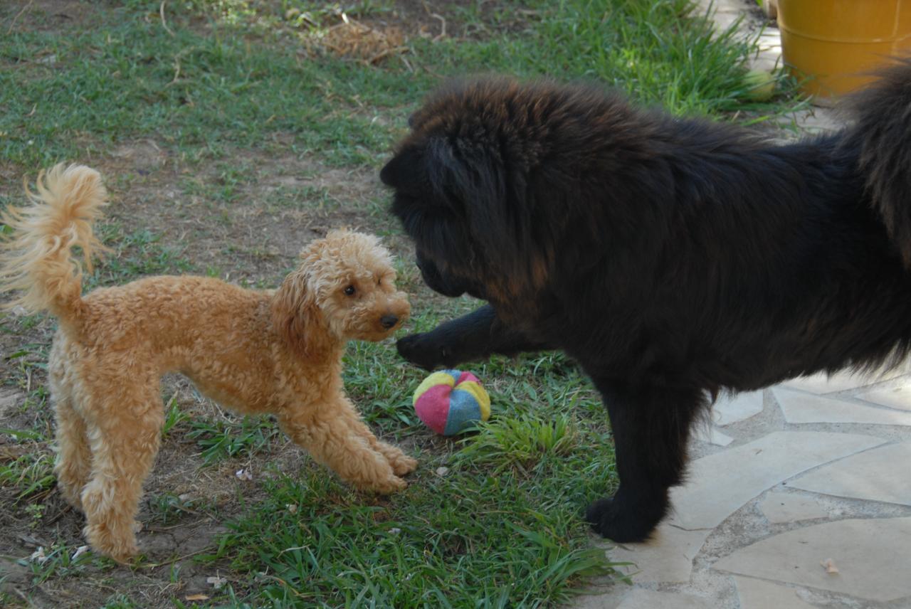 Fibie (famille Viennet)