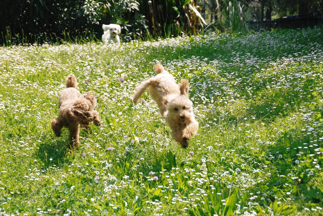 Fibie & Vickie (famille Viennet)