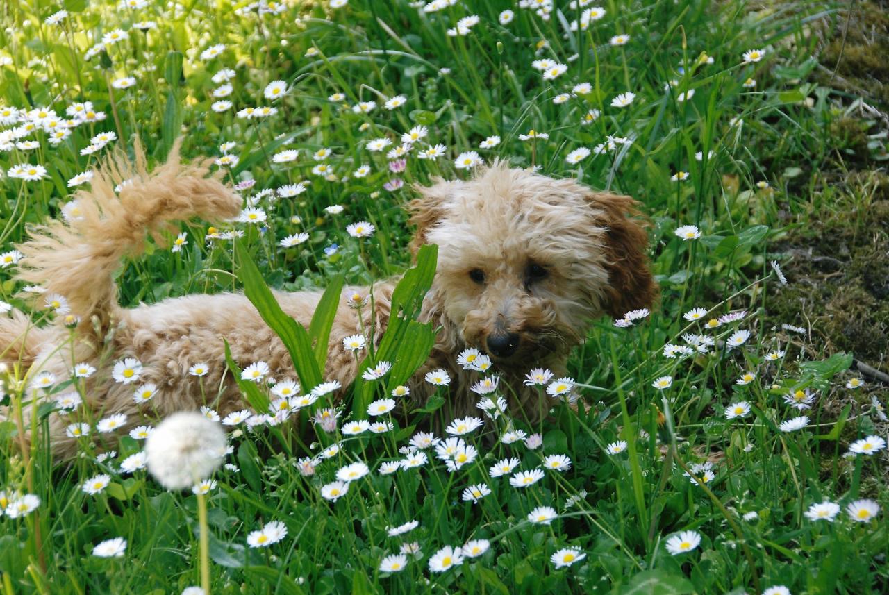 Fibie (famille Viennet)