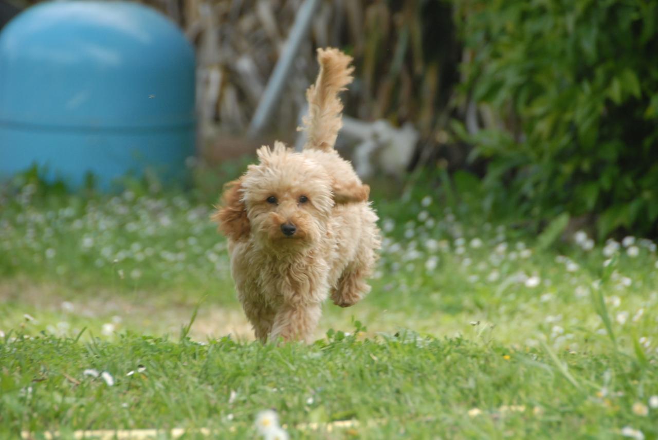 Fibie (famille Viennet)