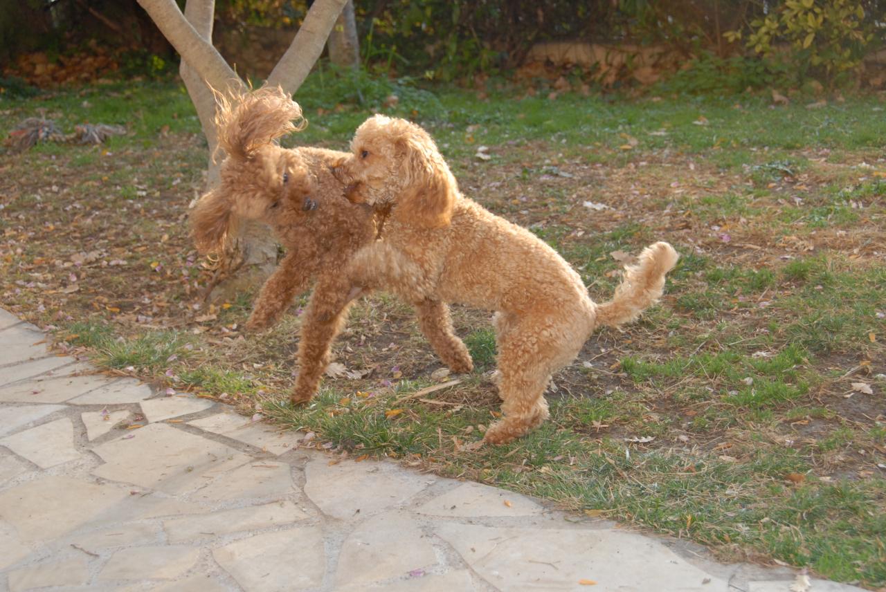 Fibie & Vickie (famille Viennet)